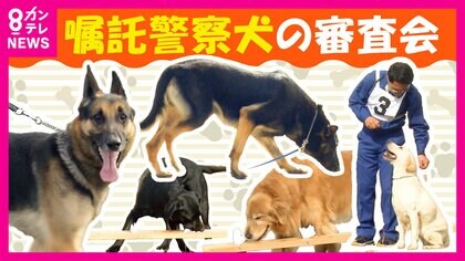 「嘱託警察犬」審査会　連続合格の“エリート犬”は素早くにおい見分ける　参加の44頭「練習通り、一生懸命やってくれた」