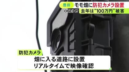 去年の被害額は100万円相当…桃の産地で収穫シーズンを前に防犯カメラ設置 リアルタイムで映像を確認可能