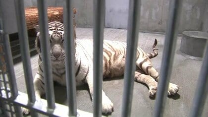 平川動物公園のホワイトタイガー「コハク」が死ぬ　17歳10カ月、15頭の子を残して