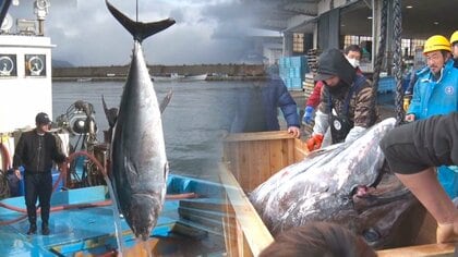 370kg超!! “巨大マグロ”水揚げ 地元漁師も驚きの大物｢お年玉もらった気持ち｣【新潟発】