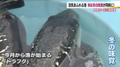 秋のシラスと冬のトラフグ　今年は同時に楽しめる　久しぶりの活気に沸く福島・松川浦漁港