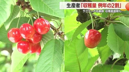 サクランボ・佐藤錦の収穫最盛期も「収穫量は例年の2割」　高温で紅秀峰の収穫も心配・不安ぬぐえず【山形発】