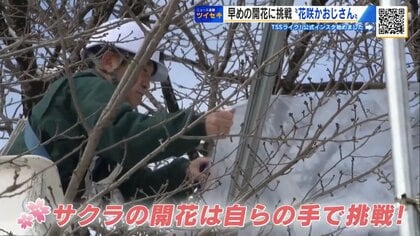 “満開のサクラ” 2週間早く楽しめる？　春を呼ぶ「令和の花咲かおじさん」　38年ぶりの挑戦【広島発】