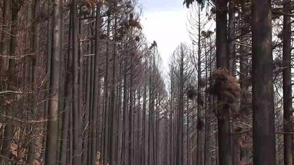 被災した人工林「復旧を希望」は46％　大船渡山林火災 意向調査　復旧希望しない理由「今後の管理が困難」最も多く　岩手県