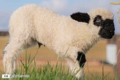 白黒のモフモフがかわいすぎ！ “世界一かわいい羊”の双子の赤ちゃん