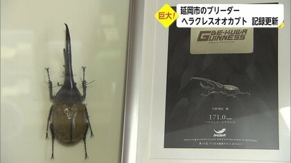 ヘラクレスオオカブト ブリュゼニ 130mm 標本 ヘラクレスオオカブト ブリュゼニ 130mm 標本 - メルカリ