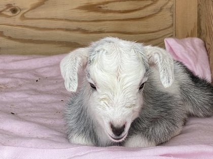 愛知ヤギ農場 ストレス社会にヤギが効く ヤギを見ているだけでストレスが７０ も解消される調査結果