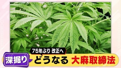 大麻取締法」“75年ぶり改正”の動き…栽培プロジェクト始めた自治体も