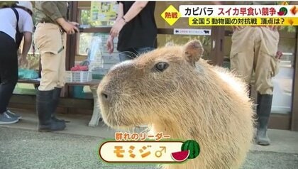 毎年恒例カピバラたちの熱い夏 “ゆるくも熱～い”カピリンピック 静岡