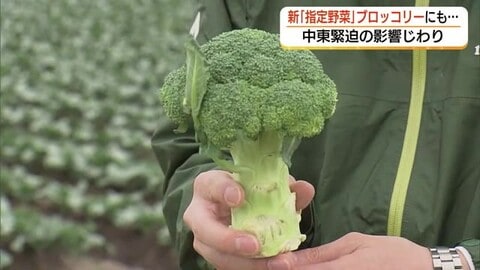 農業にもじわり「中東情勢」の影　新しい「指定野菜」ブロッコリー産地も資材・肥料高騰を懸念（鳥取）