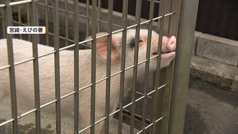 「元気でね～」落とし物の子ブタ「トントン」新しい飼い主の元へ　警察が保護、期限過ぎ引き取り手決定