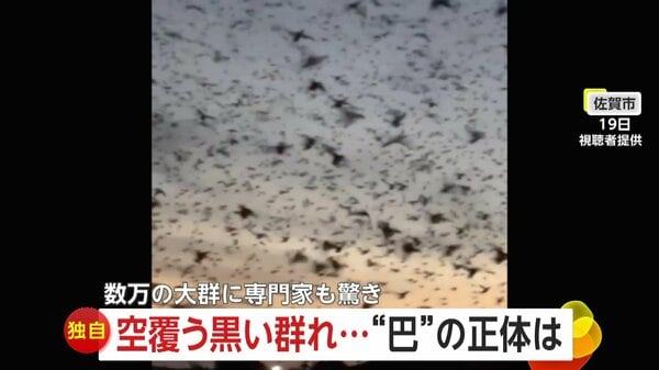 独自】「あの早さはカラスじゃない！」空を埋めつくす絶滅危惧種の