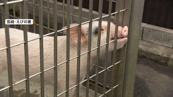 「元気でね～」落とし物の子ブタ「トントン」新しい飼い主の元へ　警察が保護、期限過ぎ引き取り手決定｜FNNプライムオンライン