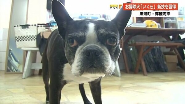 犬がペットボトルのキャップをはずす!? 高知・浮鞭海岸の名物お掃除犬「いくら」が器用すぎる新技を披露｜FNNプライムオンライン