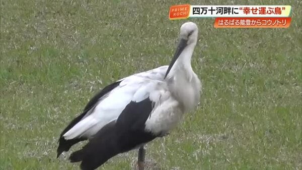 幸せを運ぶ鳥」コウノトリが四万十市に9年ぶり飛来！石川生まれのメス