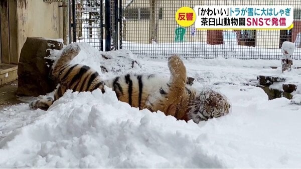 アムールトラが雪に大はしゃぎ 猫みたいでかわいい と話題 寒さは大丈夫 動物園が動画発信 長野発 Fnnプライムオンライン