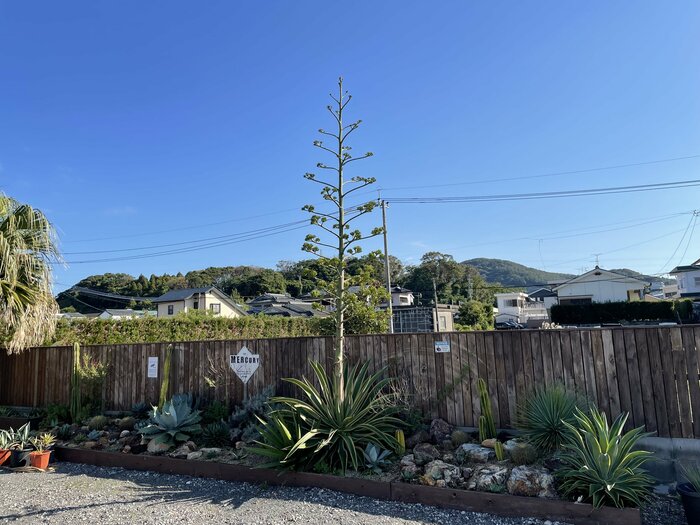 約5年前に購入した植物が…