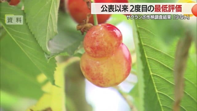 実が2つに分かれた双子果は贈答用にはならず、地元で消費するしかない