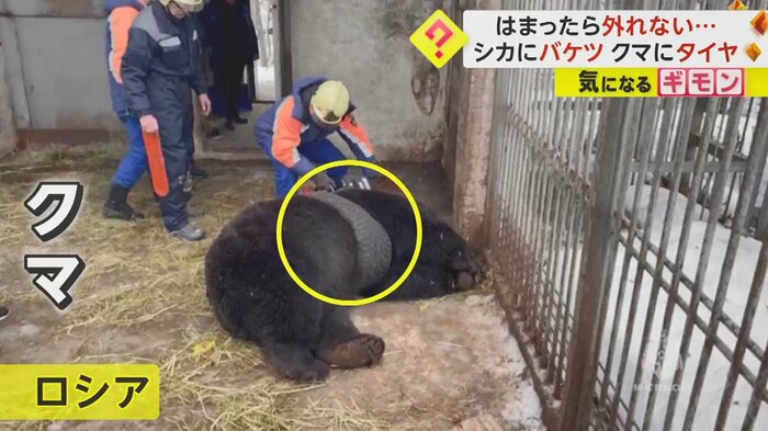 寝そべるクマのおなかに黒いベルトのような物が
