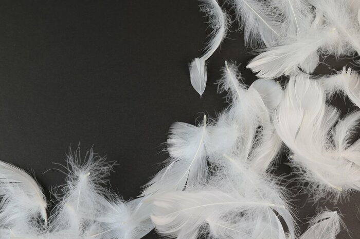 羽軸のあるフェザーは弾力性に優れる（画像はイメージ）