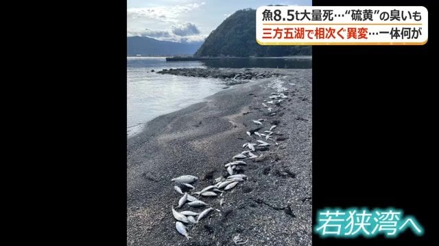浜辺に打ち上げられた魚の死骸