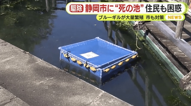 外来魚回収いけす