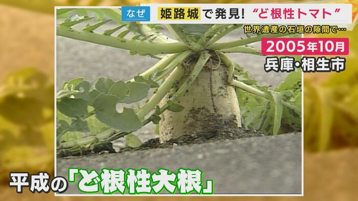 ド根性大根