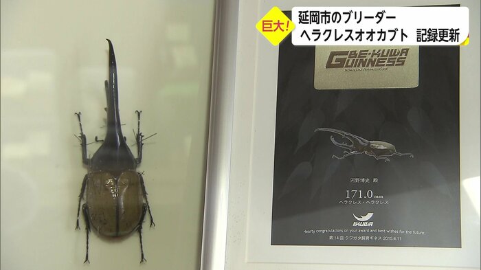 2015年に「世界最大級」と認定された個体
