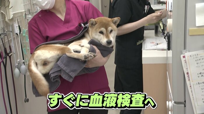 急患の柴犬