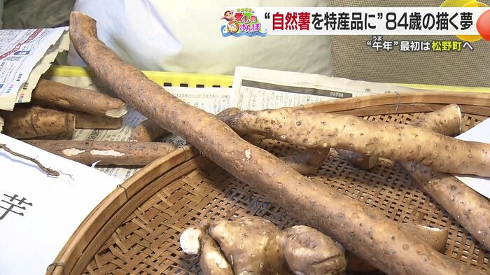 波板を使ってまっすぐに伸びた自然薯