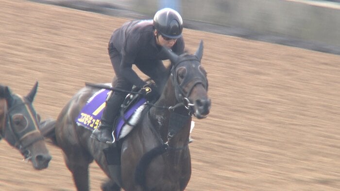 コスモキュランダ最終追い切り