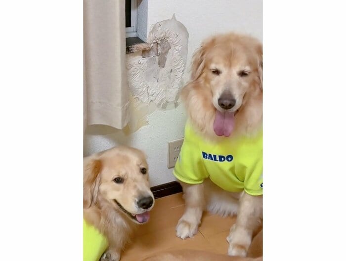 壁紙が大きく剥がれている(提供:ムックパパさん)