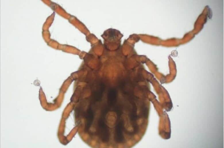 富山県で猫のSFTS感染初確認　マダニが媒介する危険な感染症、ペットから人へ感染するリスクも...｜FNNプライムオンライン