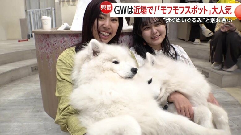 「モフモフスポット」大人気！都心で楽しむ大型連休「アルパカふれあいランド」「サモエドカフェ」で“歩くぬいぐるみ”に癒やし｜FNNプライムオンライン
