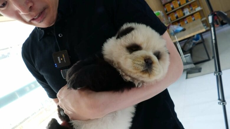 犬を染色した“パンダ犬”　「染料は日本から」販売業者は虐待否定…街で騒ぎになりそうな“トラ犬”も　中国｜FNNプライムオンライン