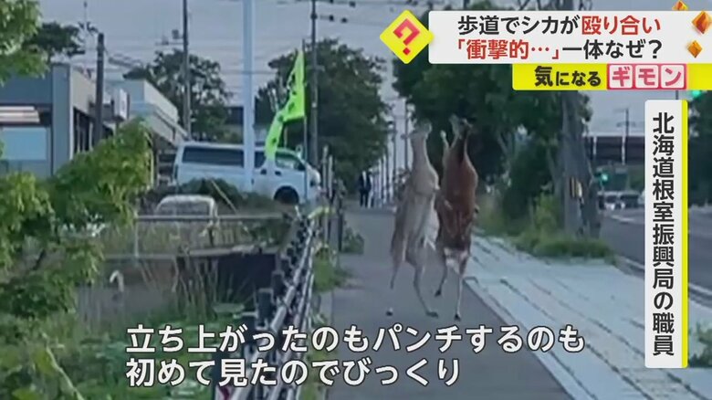 「本当に衝撃的なシーン」2頭のシカが突然立ち上がり歩道で殴り合い　専門家「早く行けよと叩いたのでは」　北海道｜FNNプライムオンライン