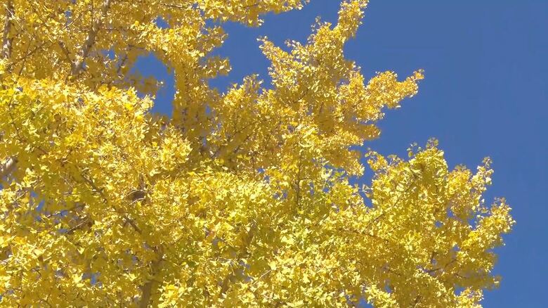 青空の下、黄金色に輝く「渡場のイチョウ並木」　長野・中川村　｜FNNプライムオンライン