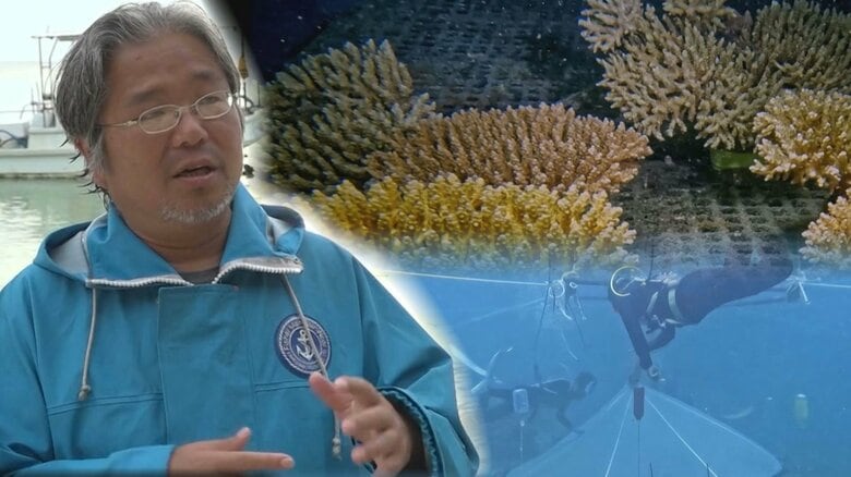 遺伝的に多様なサンゴを生み出す「有性生殖」石垣島で4年の歳月をかけて初確認　サンゴ礁再生に期待｜FNNプライムオンライン