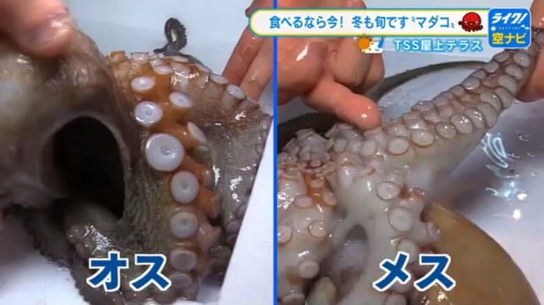 【タコは今が旬】食感が違うオスとメスの見分け方　刺身は食感が強いオス、おでんは柔らかいメス｜FNNプライムオンライン