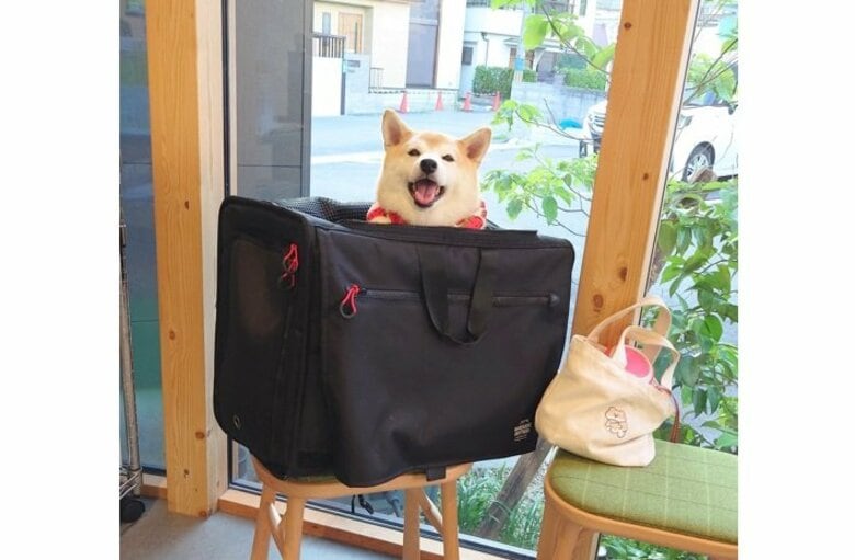 注射後の会計中に愛犬を見ると…飼い主を「笑って待っている」姿にキュン！病院はやっぱり苦手？笑顔の理由を聞いた｜FNNプライムオンライン
