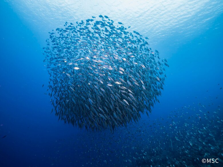 「世界海洋デー」に、海に関する国際調査を発表　日本は他国と比較し過剰漁獲への認識が低い結果に