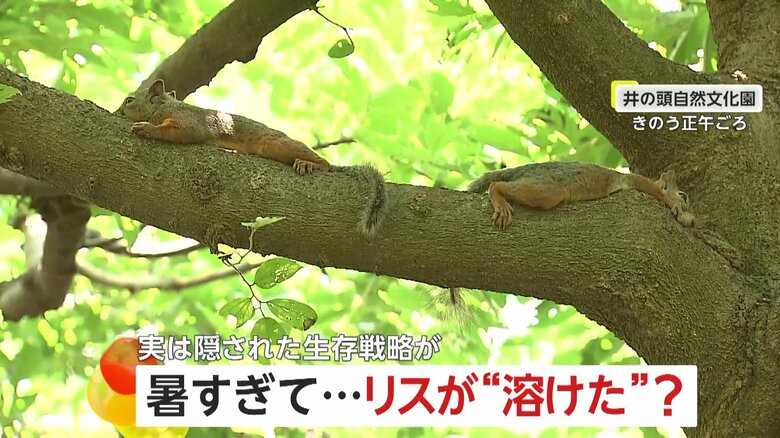 暑すぎて“溶けリス”大量発生！地面や木に「ぺた～っ」と腹ばい…体に貯まった熱を放出　東京・井の頭自然文化園｜FNNプライムオンライン