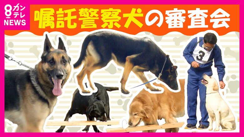「嘱託警察犬」審査会　連続合格の“エリート犬”は素早くにおい見分ける　参加の44頭「練習通り、一生懸命やってくれた」｜FNNプライムオンライン
