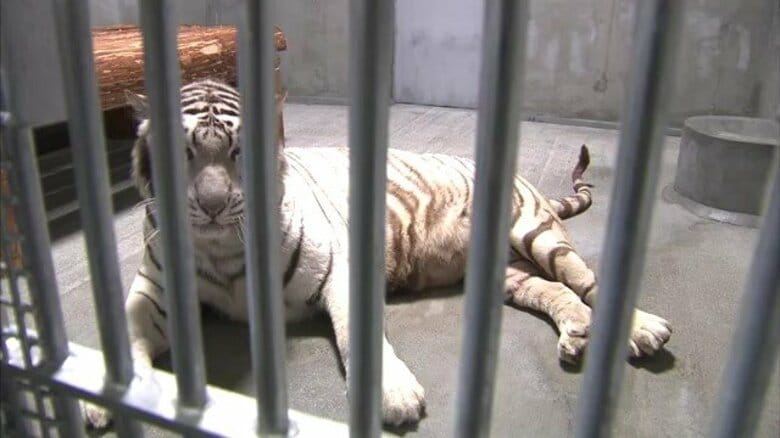 平川動物公園のホワイトタイガー「コハク」が死ぬ　17歳10カ月、15頭の子を残して｜FNNプライムオンライン