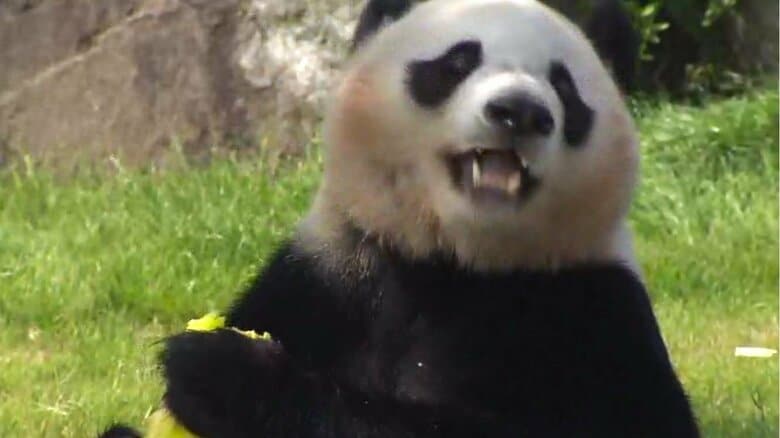 もうすぐ中国へ帰るパンダ「楓浜」「彩浜」警察から感謝状「2代にわたっての大使お疲れ様」交通安全大使の務めもあとわずか｜FNNプライムオンライン