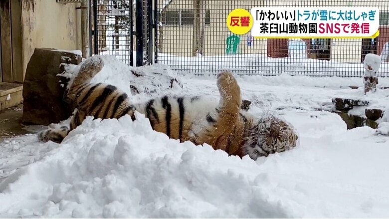 アムールトラが雪に大はしゃぎ「猫みたいでかわいい」と話題　寒さは大丈夫？動物園が動画発信【長野発】｜FNNプライムオンライン