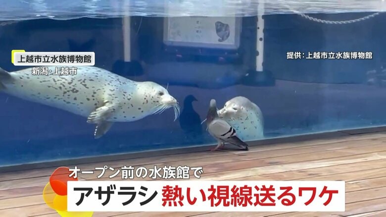 “じぃーっ”姉妹アザラシがハトに熱視線…100万回再生の大ヒット！　滅多に来ない“客”に興奮！？　新潟・上越市立水族博物館｜FNNプライムオンライン