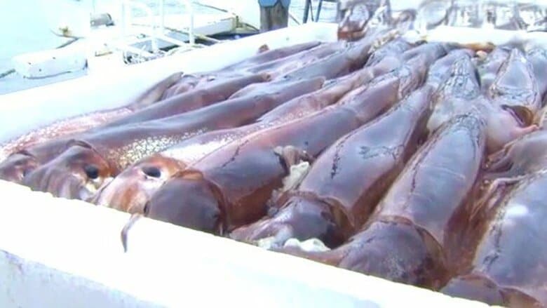 店頭からスルメイカが消えた 函館で初競り中止、福井でも深刻な不漁 海流の変化やマグロによる捕食、漁業者の高齢化など要因は複雑|FNNプライムオンライン