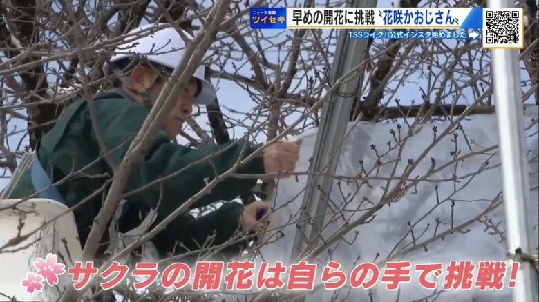 “満開のサクラ” 2週間早く楽しめる? 春を呼ぶ「令和の花咲かおじさん」 38年ぶりの挑戦【広島発】|FNNプライムオンライン