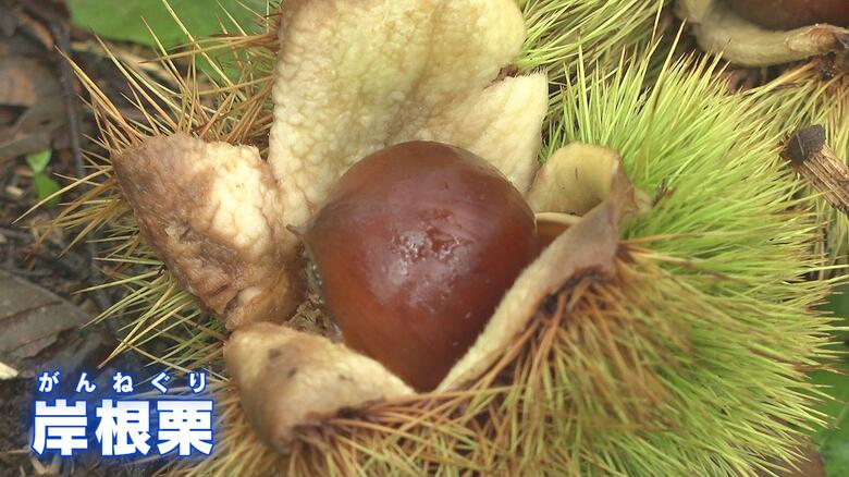 甘みは十分！　高級ブランド栗「岸根栗（がんねぐり）」の収穫最盛期　山口県・岩国市｜FNNプライムオンライン